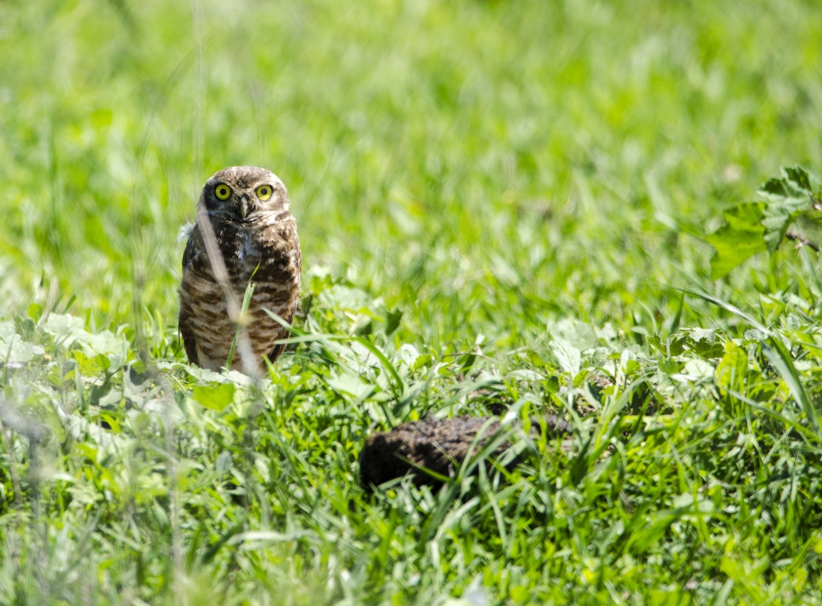 Burrowing Owl - ML398018101