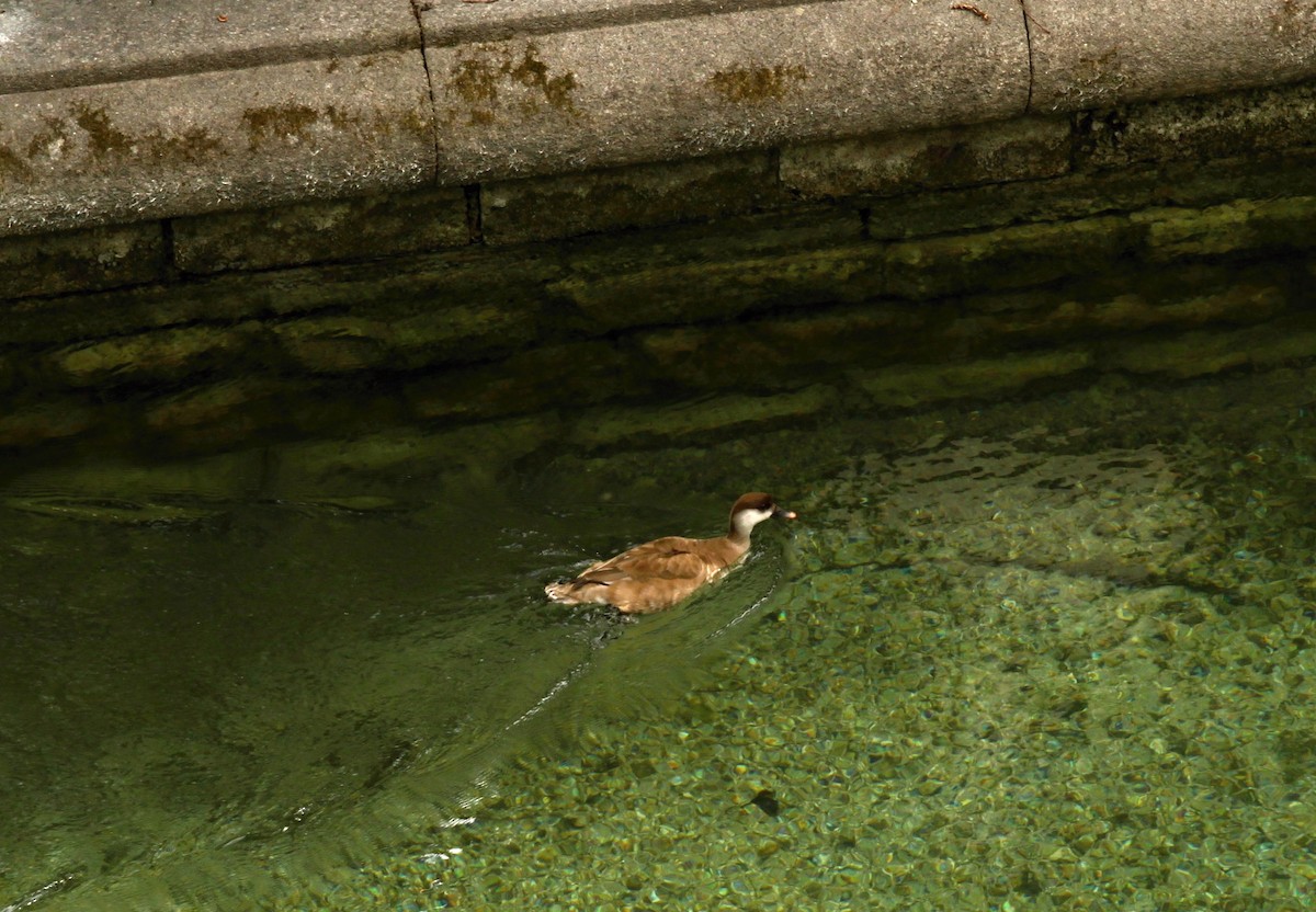 Red-crested Pochard - ML398018141