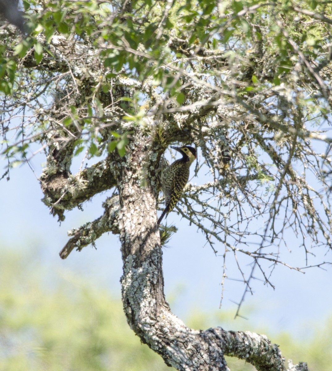 Green-barred Woodpecker - ML398018151