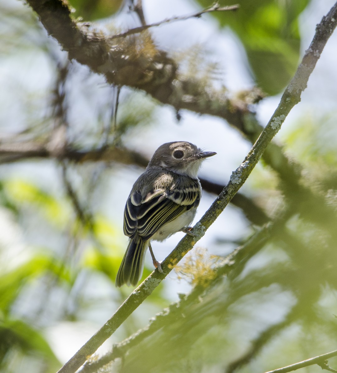 Pearly-vented Tody-Tyrant - ML398018201