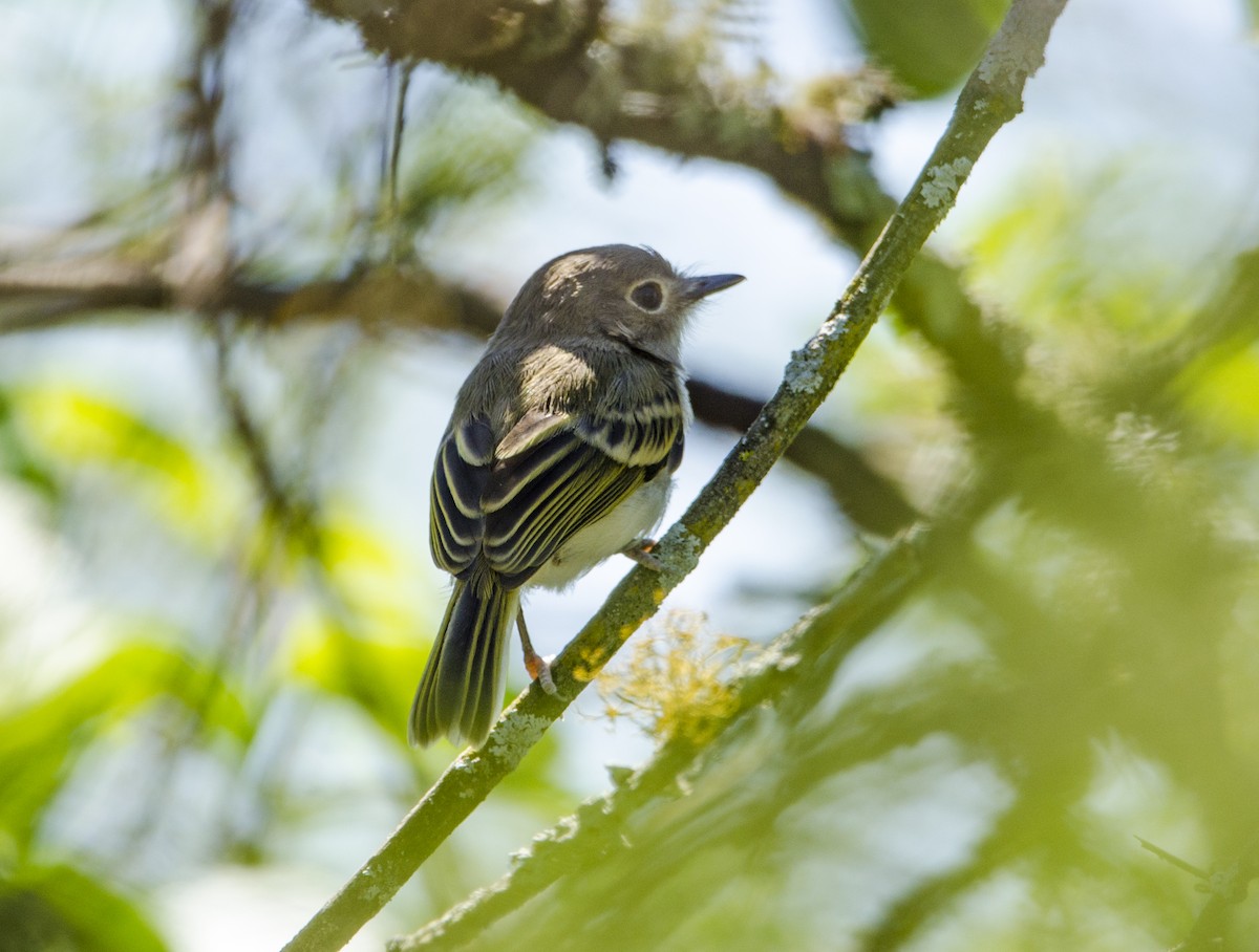 Pearly-vented Tody-Tyrant - Nancy Mazza