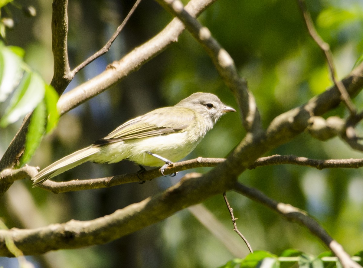 Rough-legged Tyrannulet - Nancy Mazza