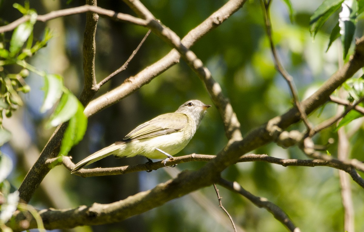 Rough-legged Tyrannulet - ML398018271