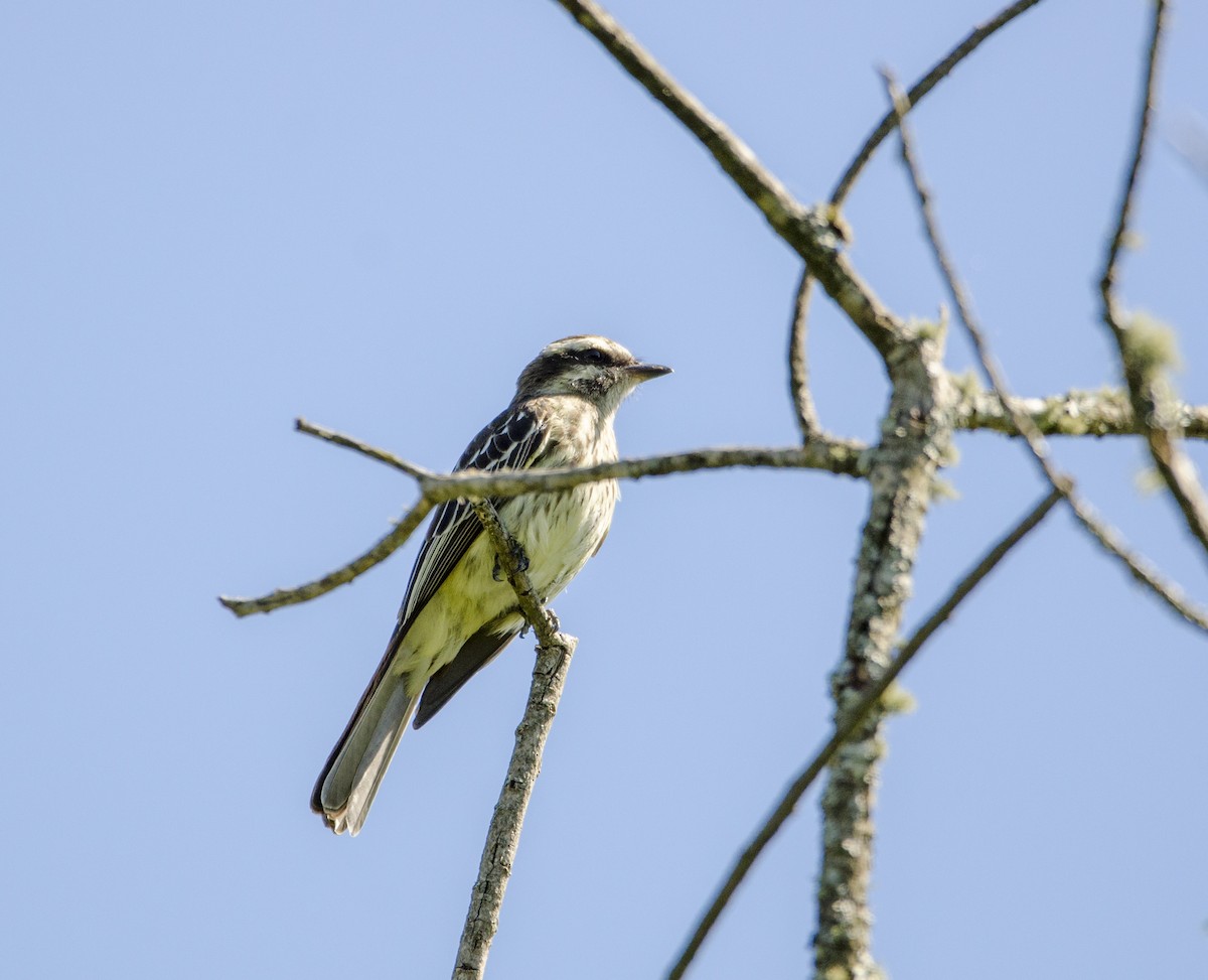 Variegated Flycatcher - Nancy Mazza