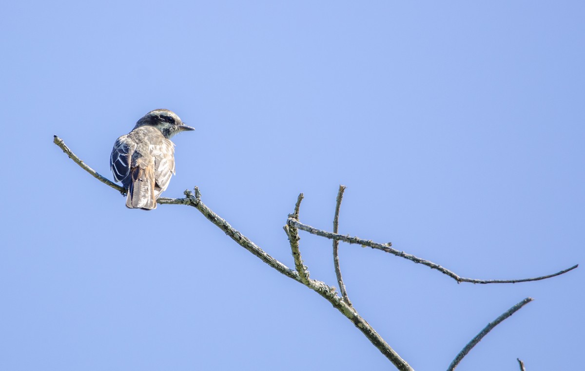 Variegated Flycatcher - Nancy Mazza