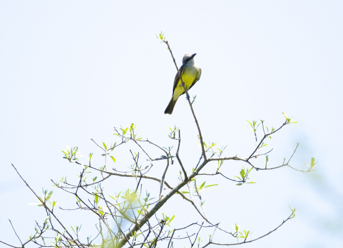 Tropical Kingbird - ML398018481