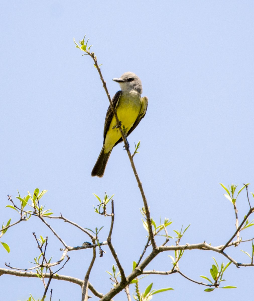 Tropical Kingbird - ML398018491