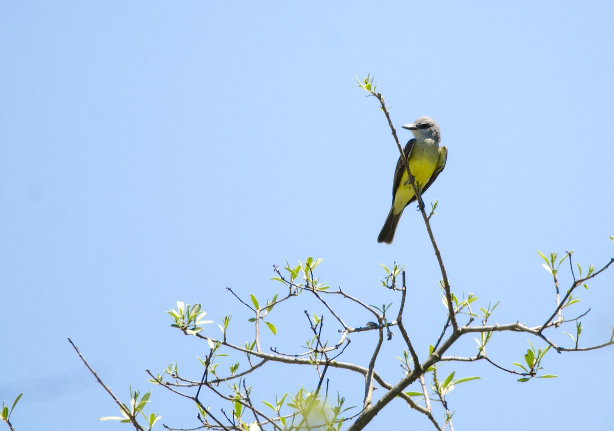 Tropical Kingbird - Nancy Mazza