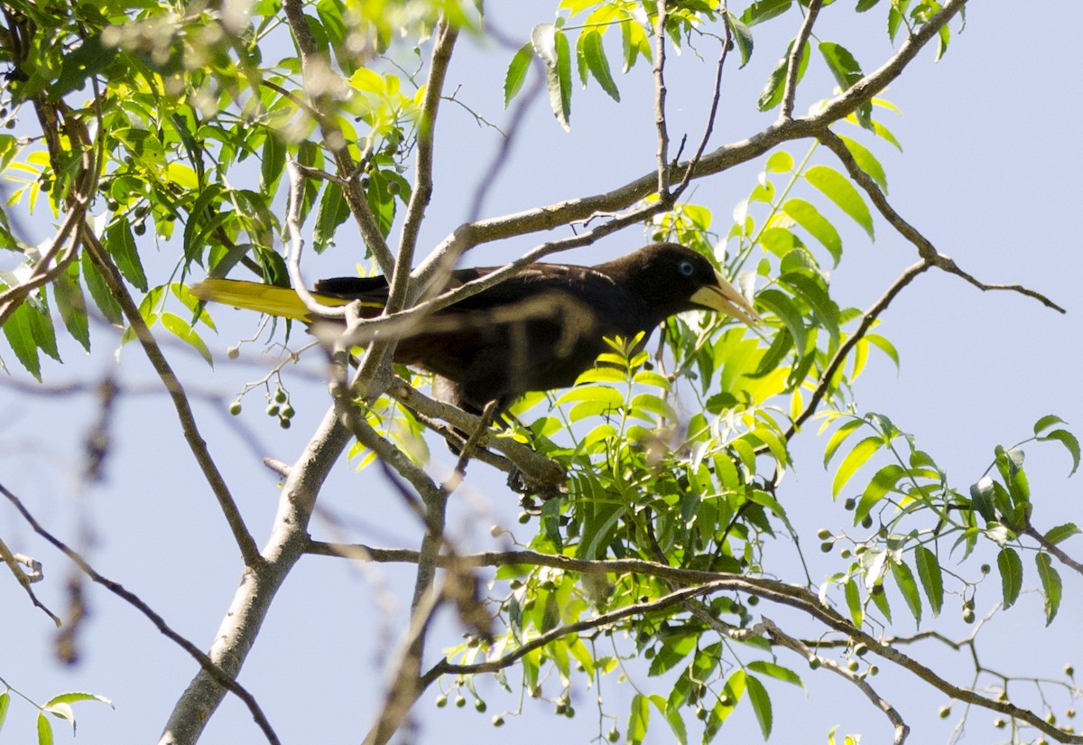 Crested Oropendola - Nancy Mazza