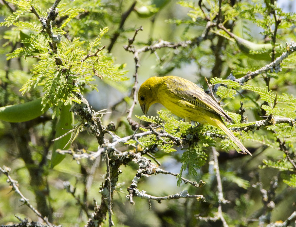 Saffron Finch - Nancy Mazza