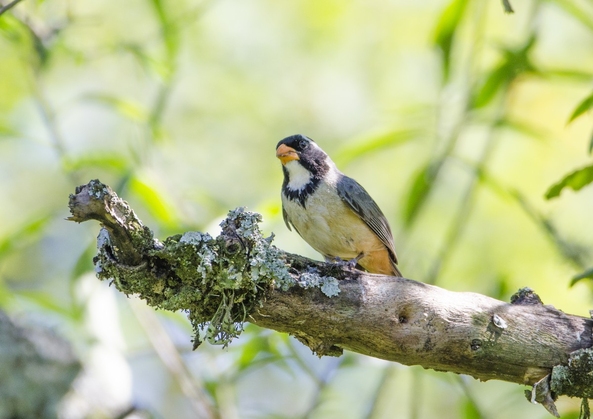 Golden-billed Saltator - Nancy Mazza