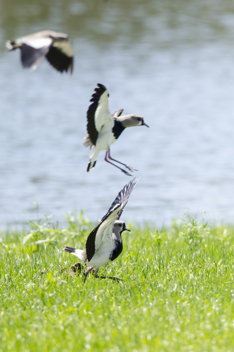 Southern Lapwing - ML398019101