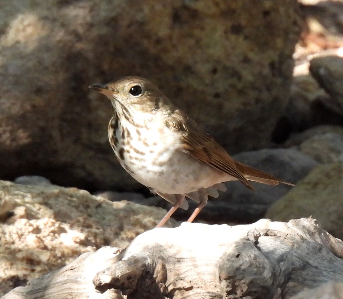 Hermit Thrush - Mary Tannehill