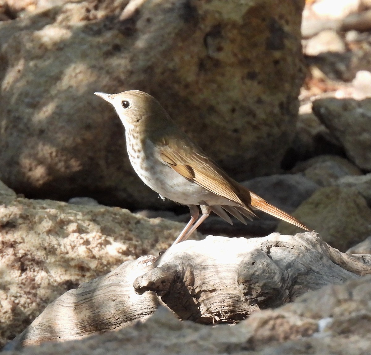 Hermit Thrush - ML398019401