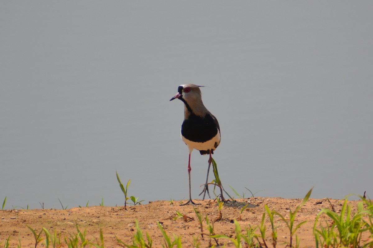 Southern Lapwing - ML398020241