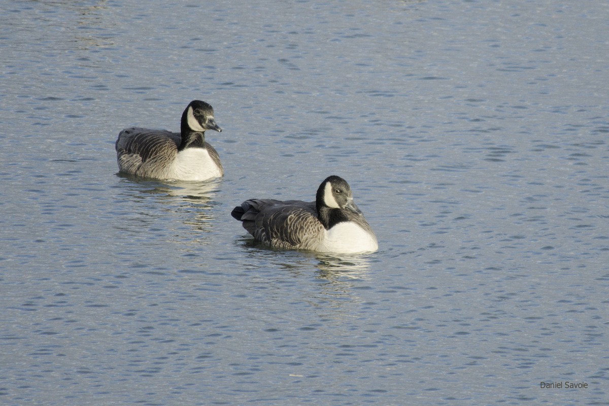 Canada Goose - Daniel Savoie