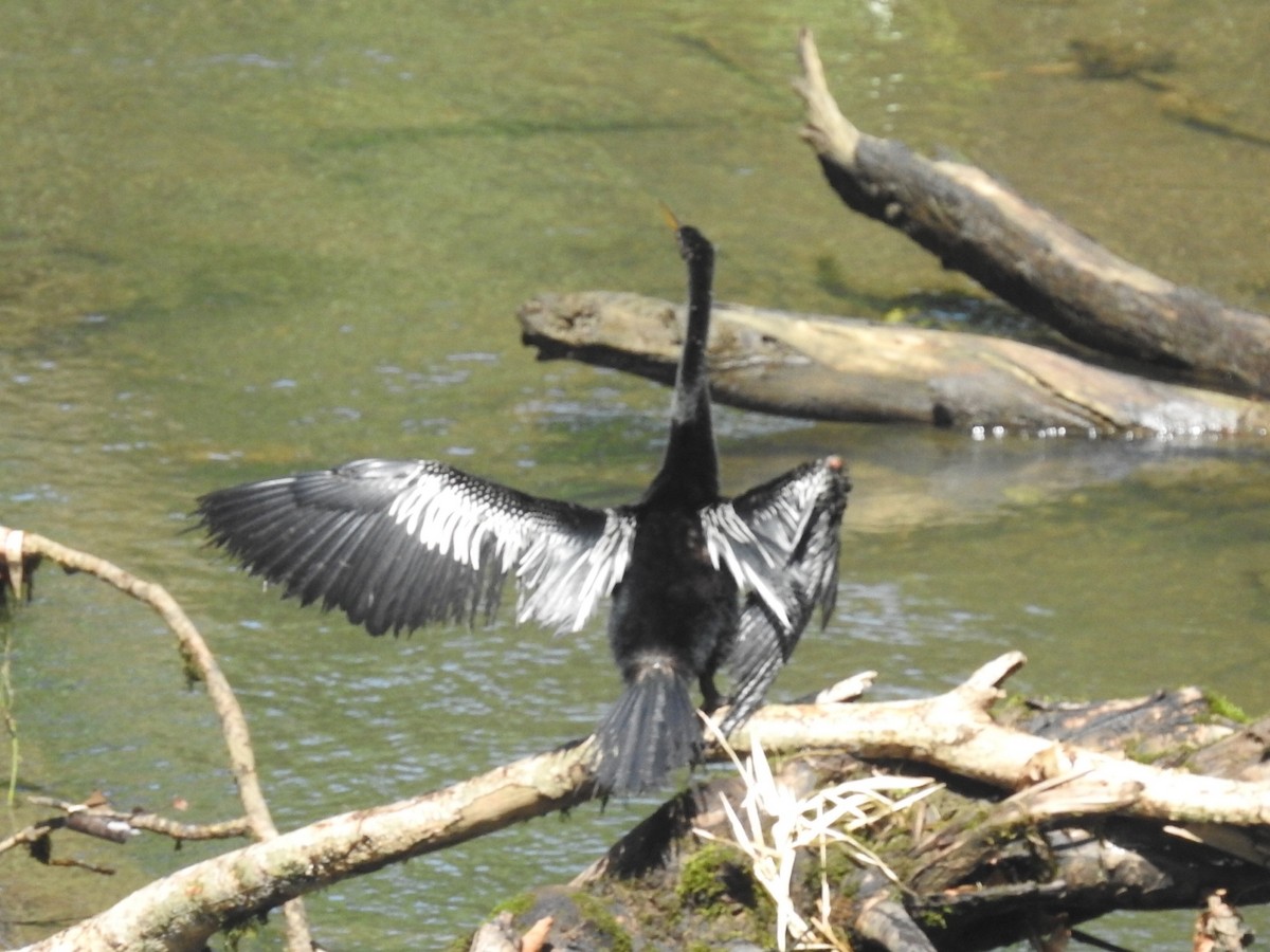 anhinga americká - ML398023181