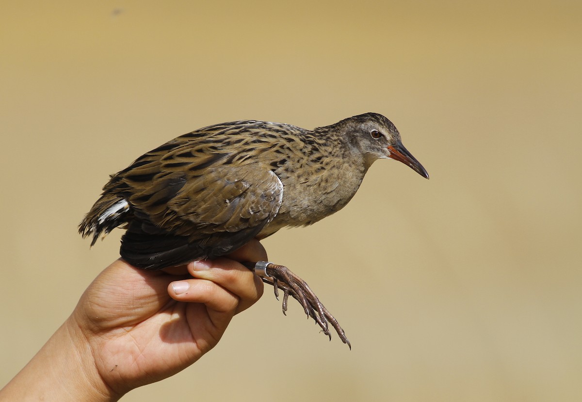 Brown-cheeked Rail - Tuvshintugs Sukhbaatar