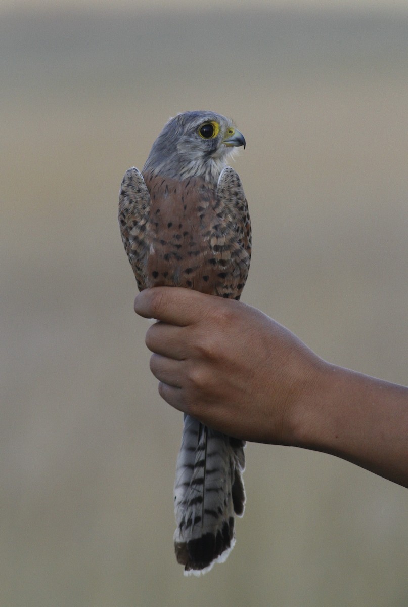 Eurasian Kestrel - ML398023711