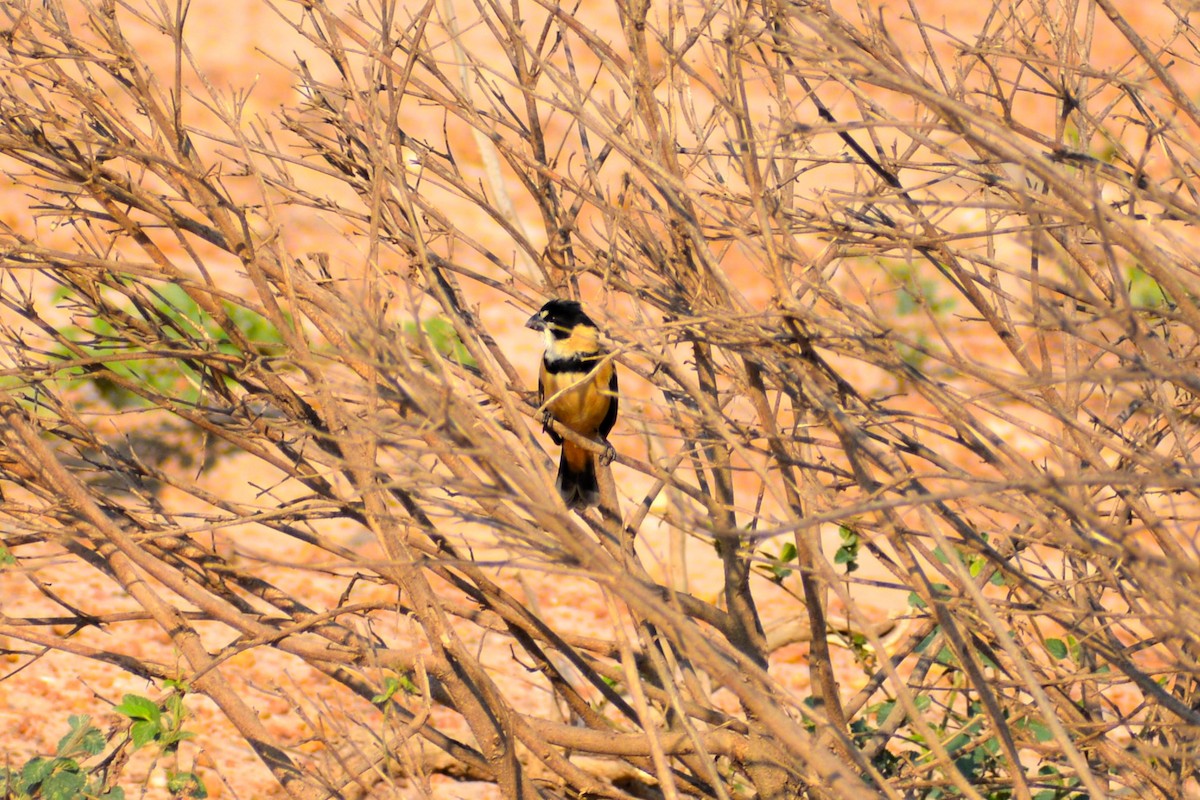 Rusty-collared Seedeater - ML398023761