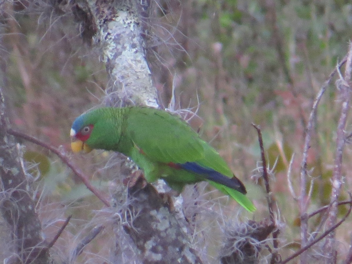 White-fronted Parrot - Merlin Yafeth Cerrato Ardon