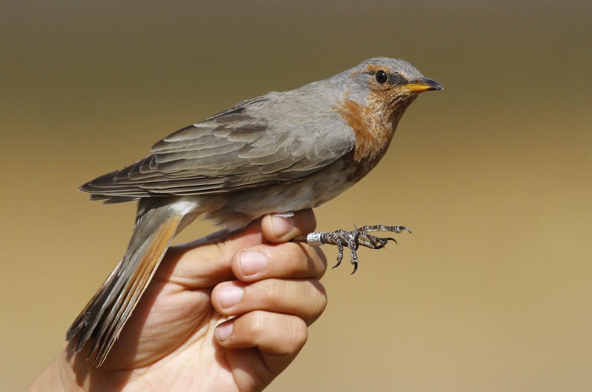 Red-throated Thrush - ML398023871