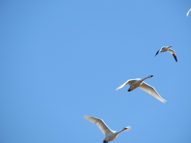 Snow Goose - ML398023971