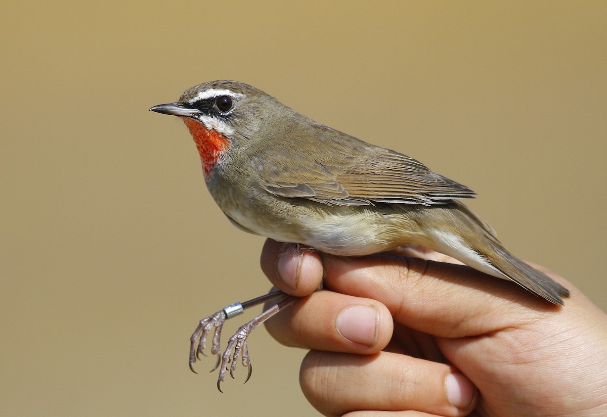 Siberian Rubythroat - ML398024041