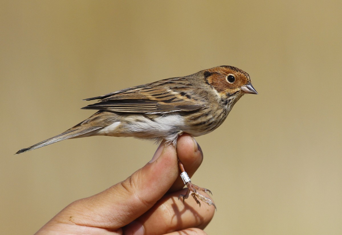Little Bunting - Tuvshintugs Sukhbaatar