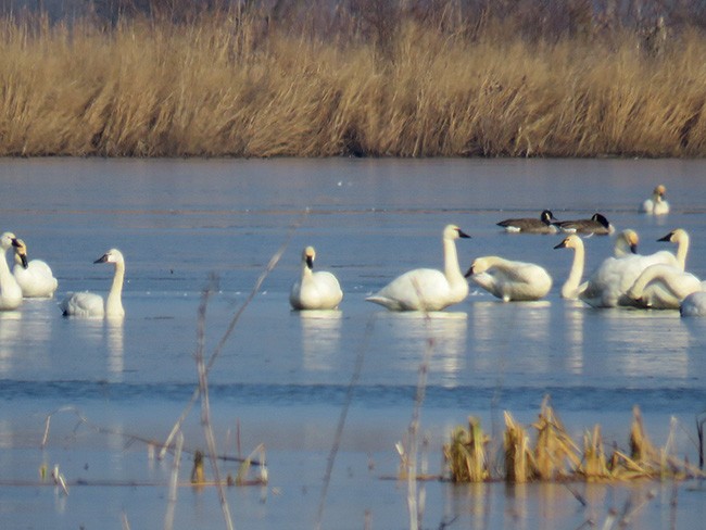 Tundra Swan - ML398024241