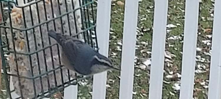 Red-breasted Nuthatch - ML398024311