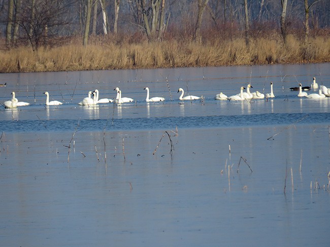 Zwergschwan - ML398024341