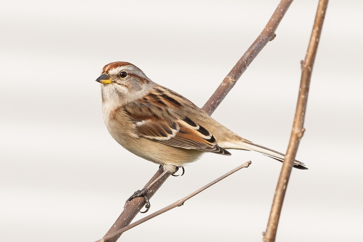 American Tree Sparrow - Ed Corey