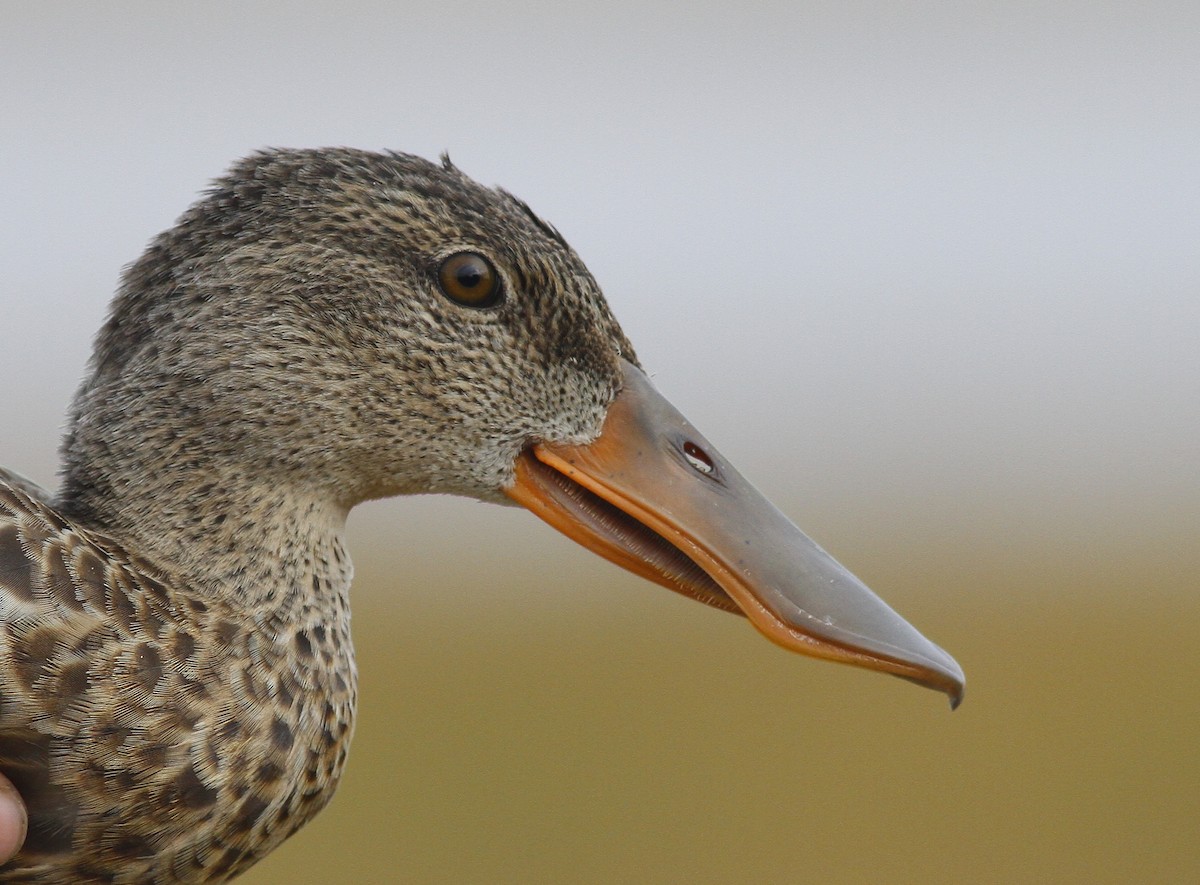 Gadwall - ML398024391
