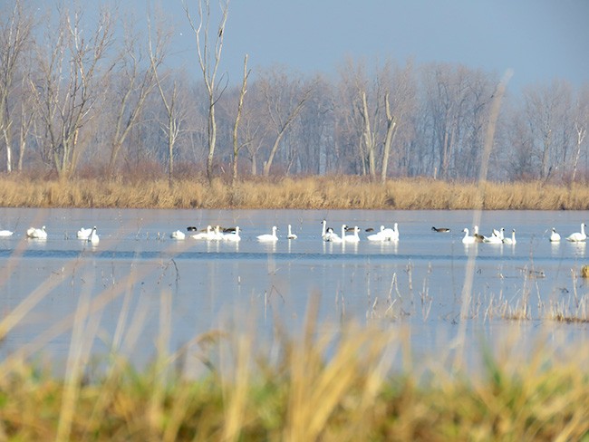 Tundra Swan - ML398024661