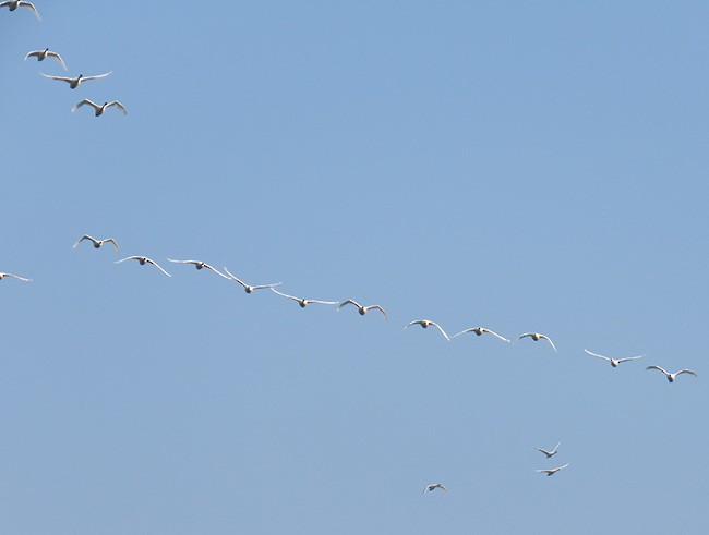 Zwergschwan - ML398024701