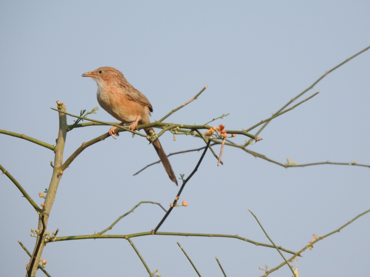 Common Babbler - ML398026201