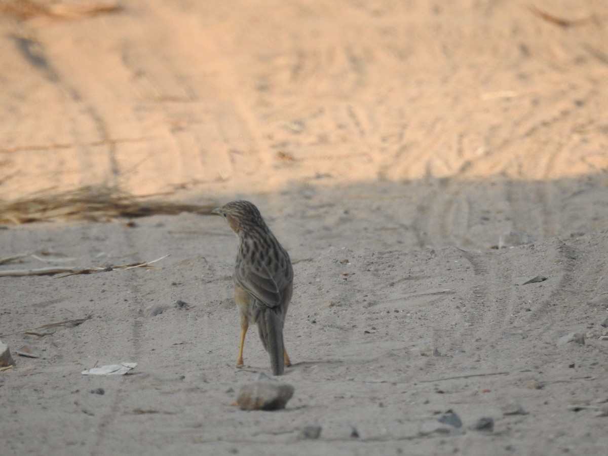 Common Babbler - ML398026211