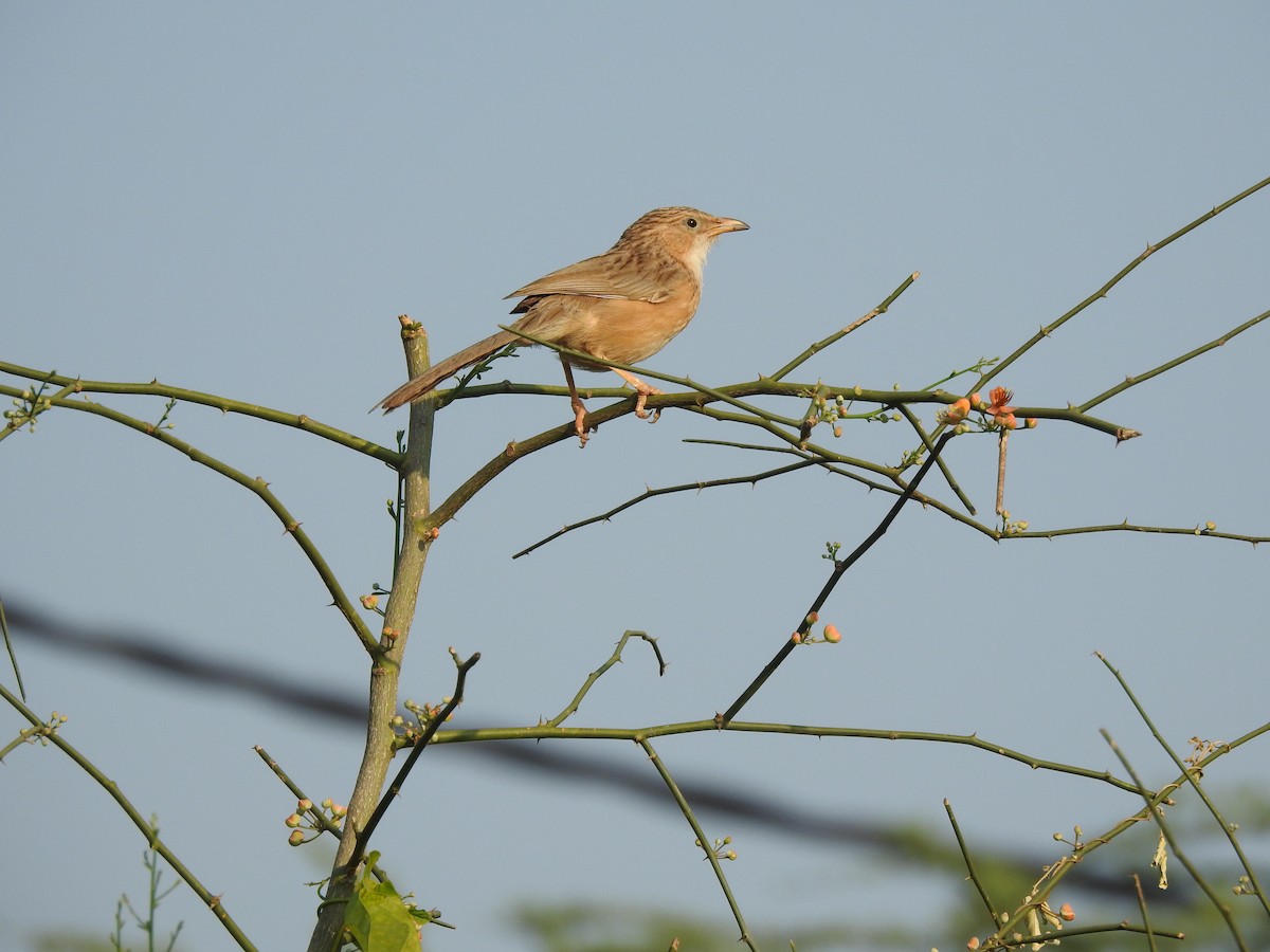 Common Babbler - ML398026221