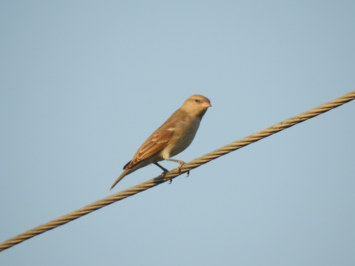 Moineau domestique - ML398026531