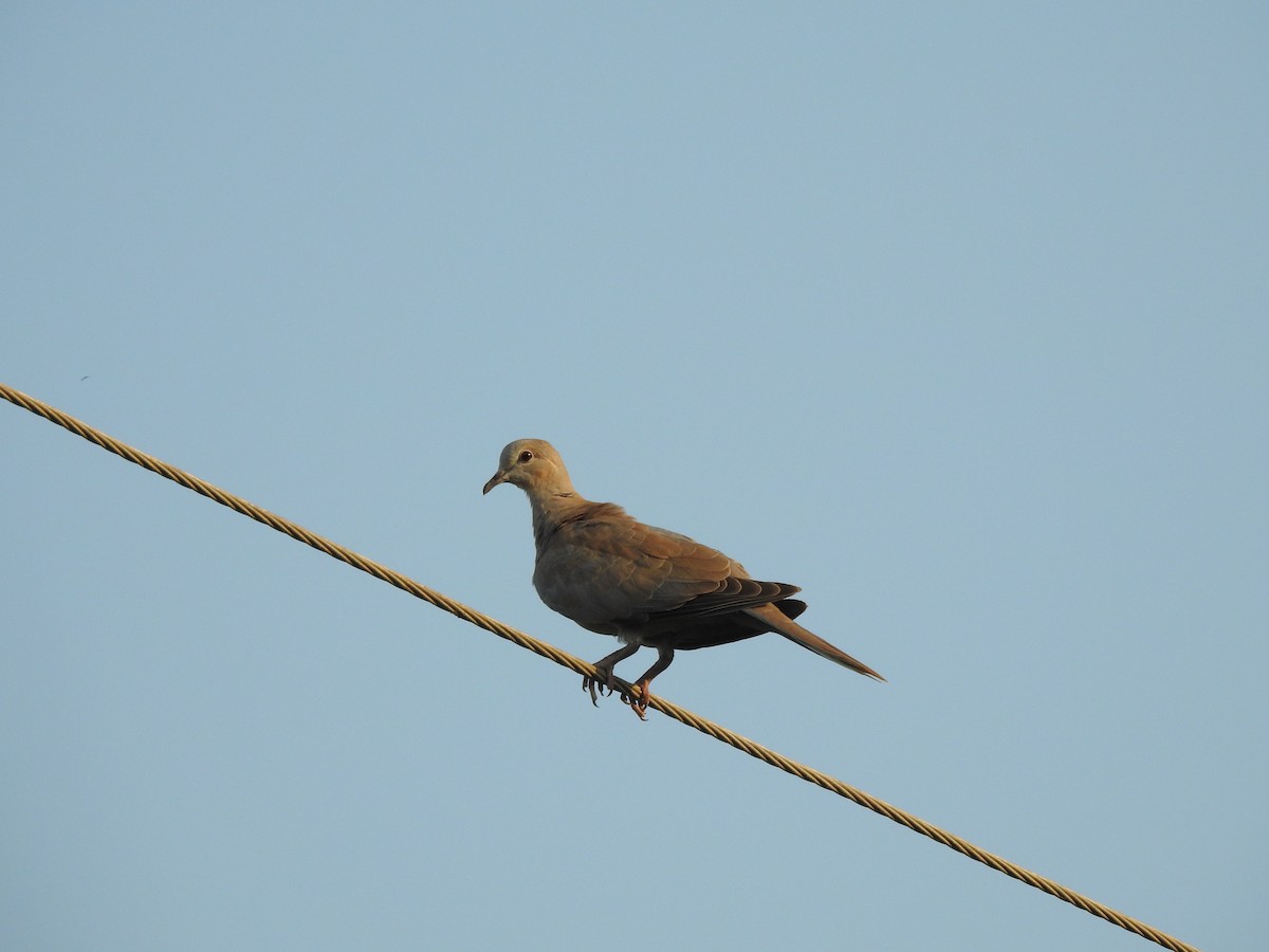 Tórtola Senegalesa - ML398026551