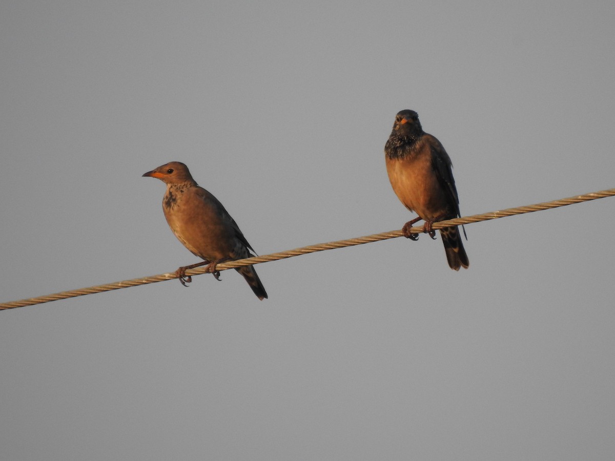 Rosy Starling - BiRdeR BäBä