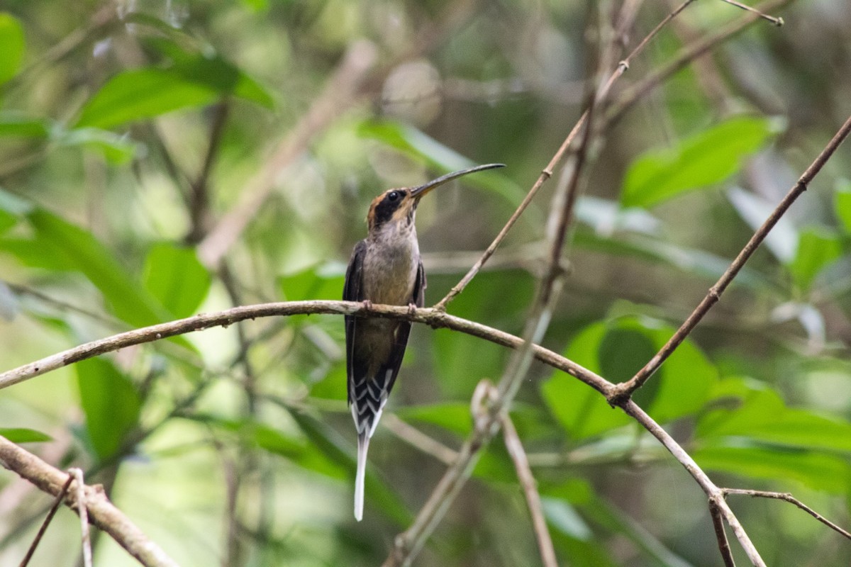 Scale-throated Hermit - ML398026891