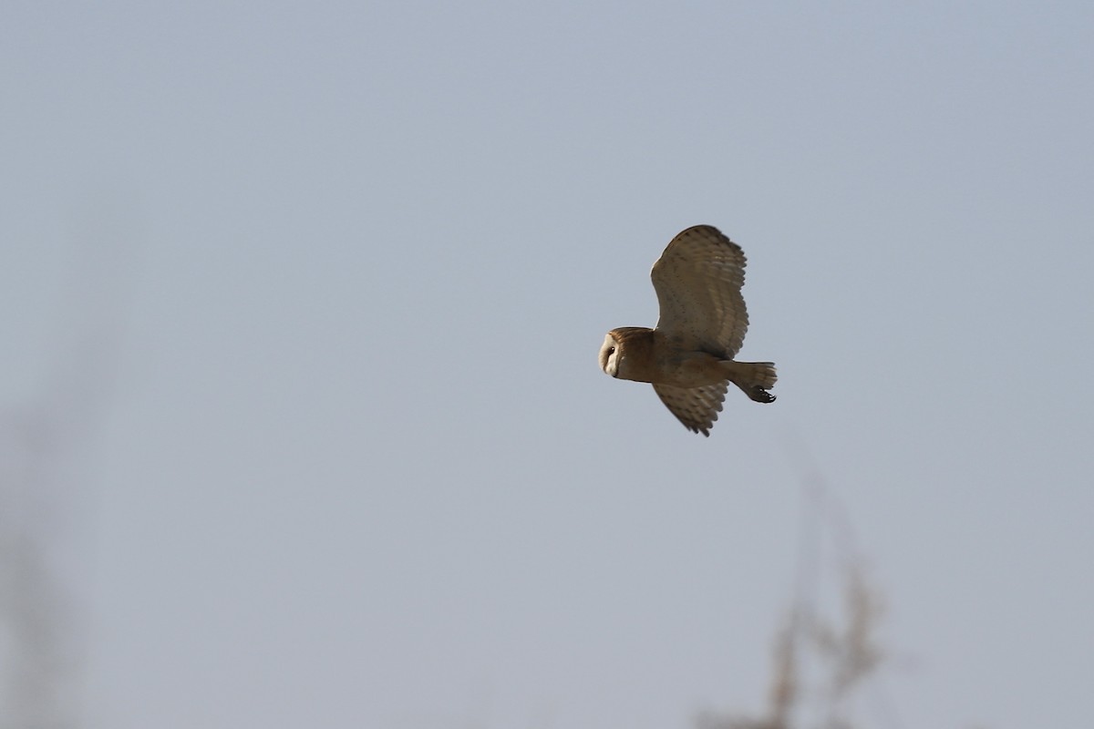 Barn Owl - ML398027231