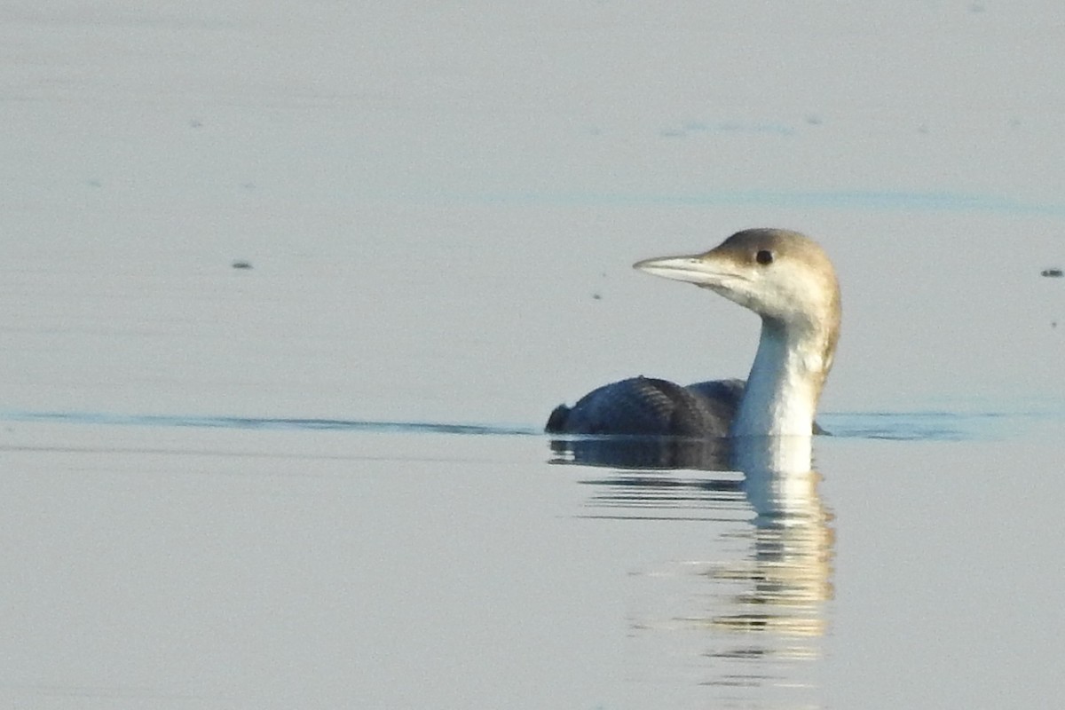 Arctic Loon - ML398027631