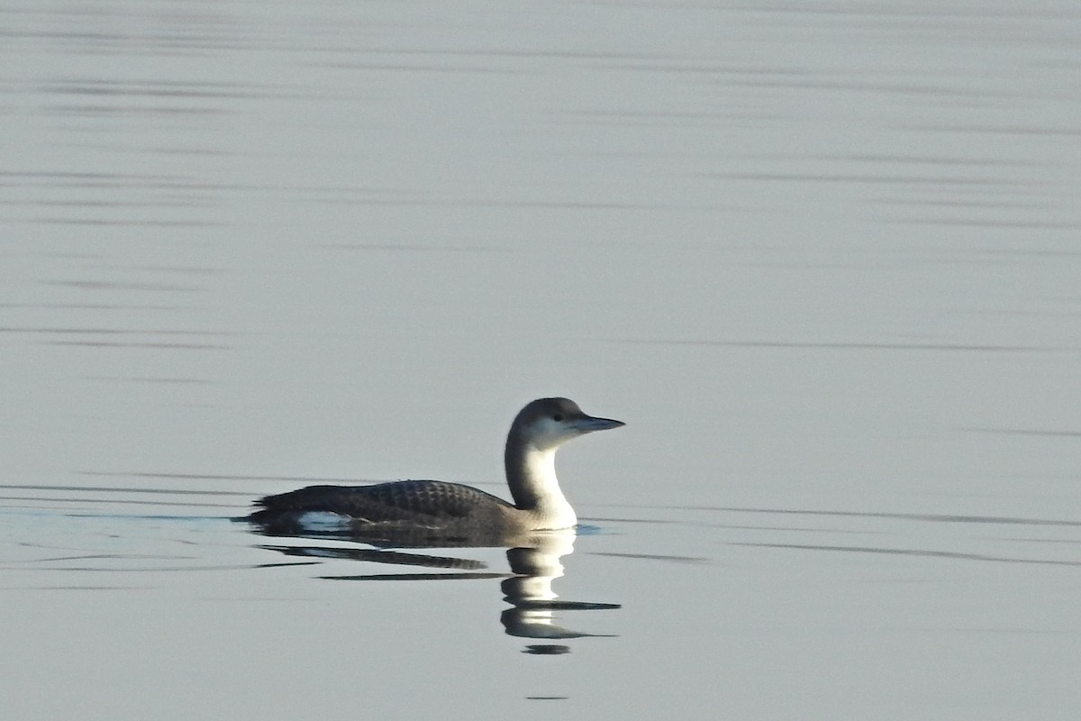 Arctic Loon - ML398027641