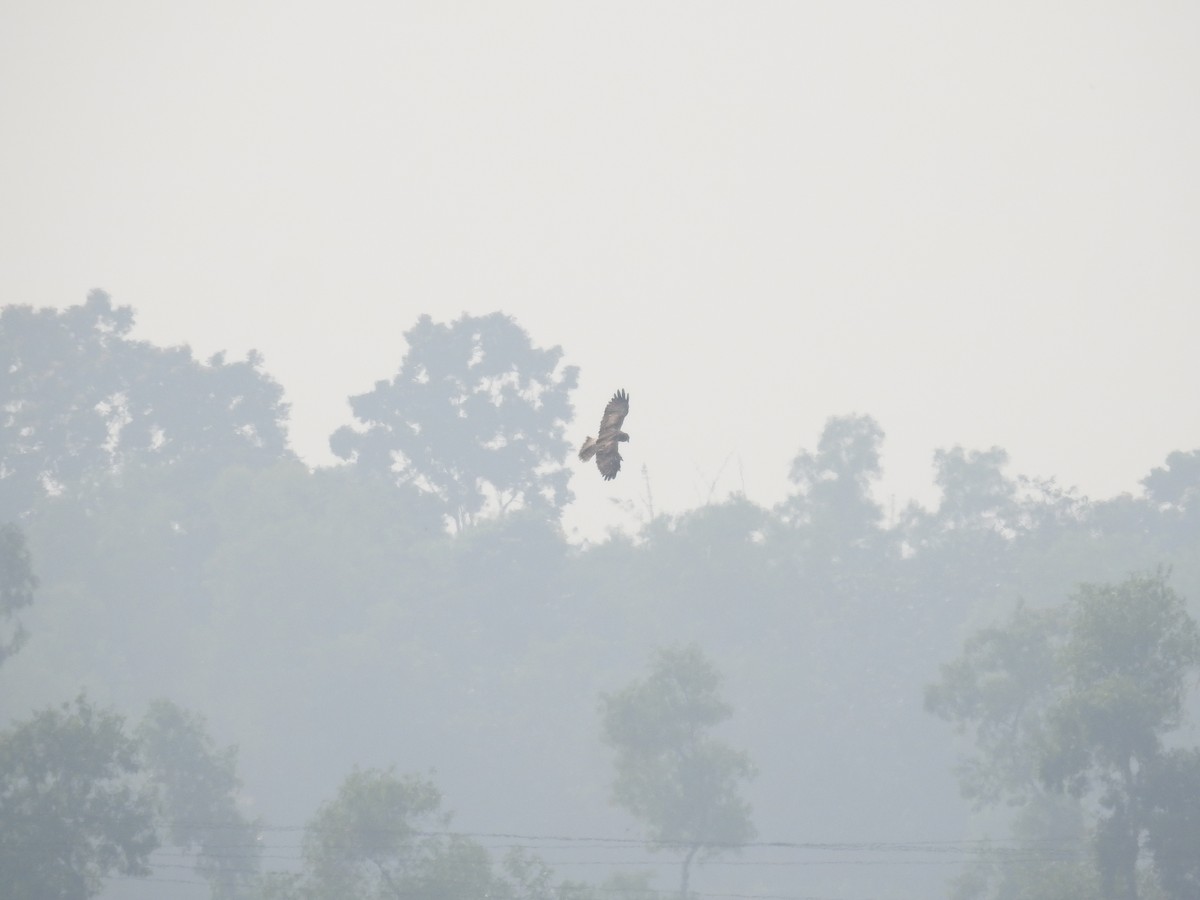 Western Marsh Harrier - Suman Samanta