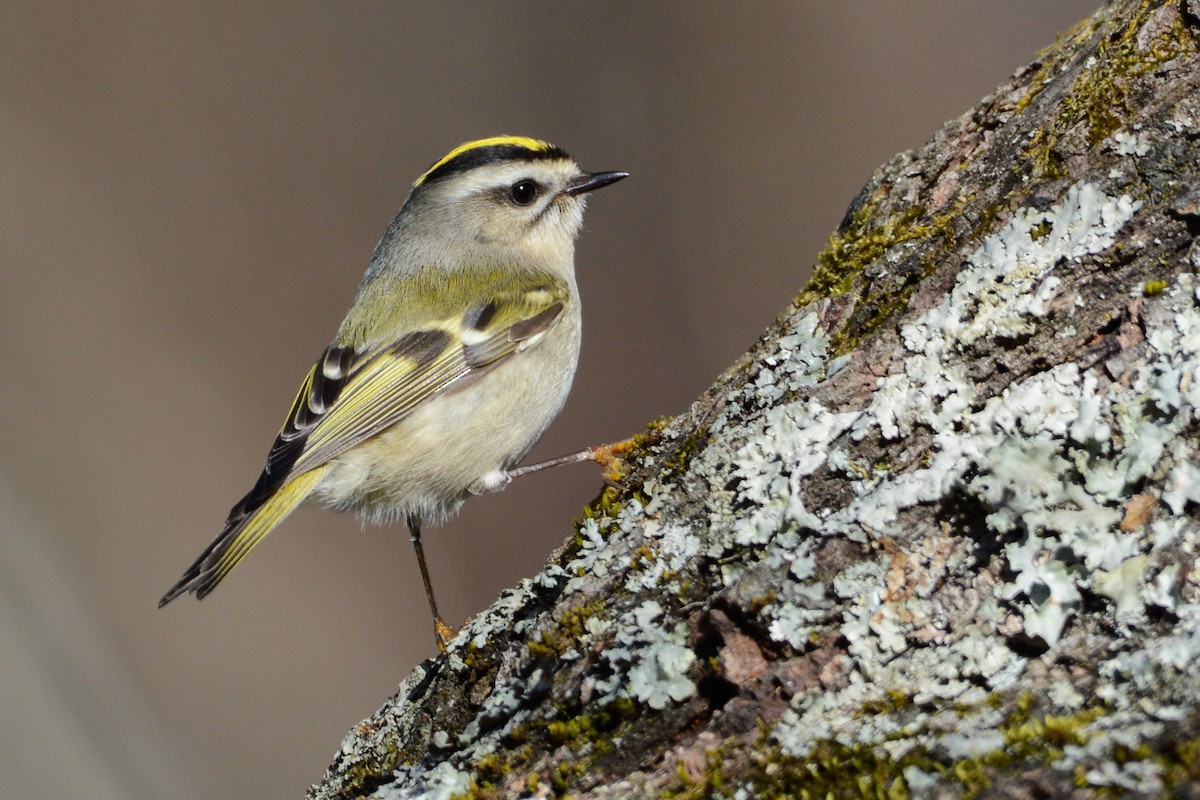 Golden-crowned Kinglet - ML398030461