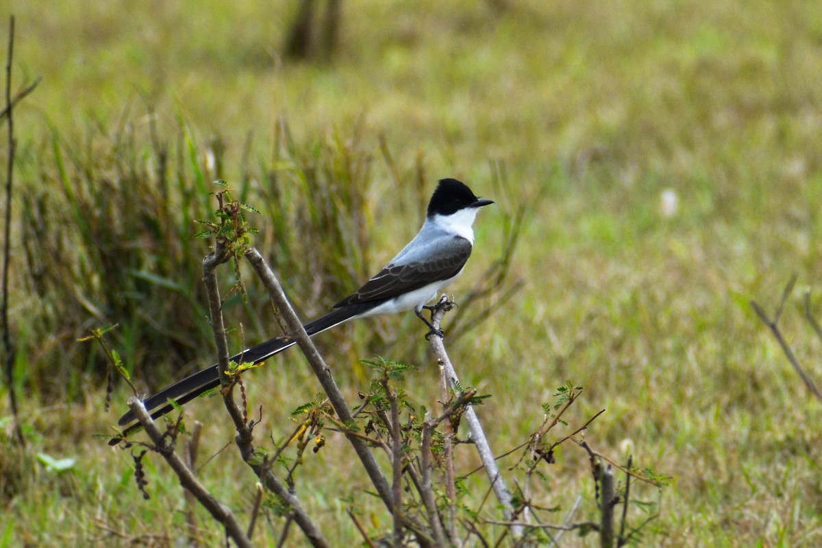 Fork-tailed Flycatcher - ML398033491