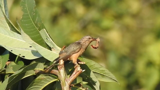 Plaintive Cuckoo - ML398034261